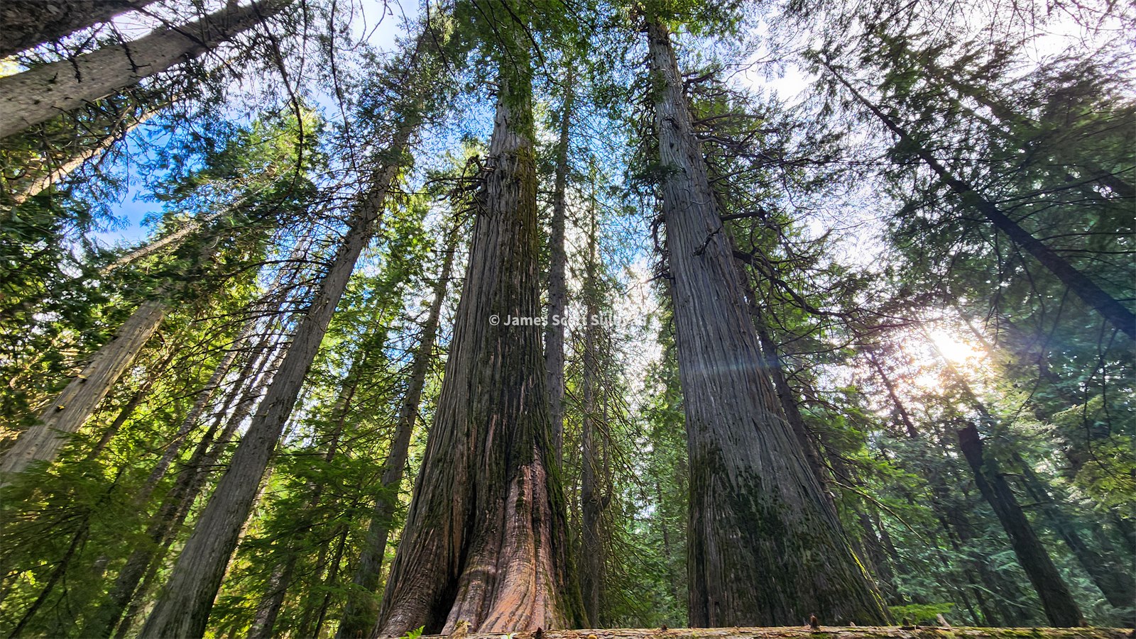 Towering cedar trunks in Ross Creek Ancient Cedars.
