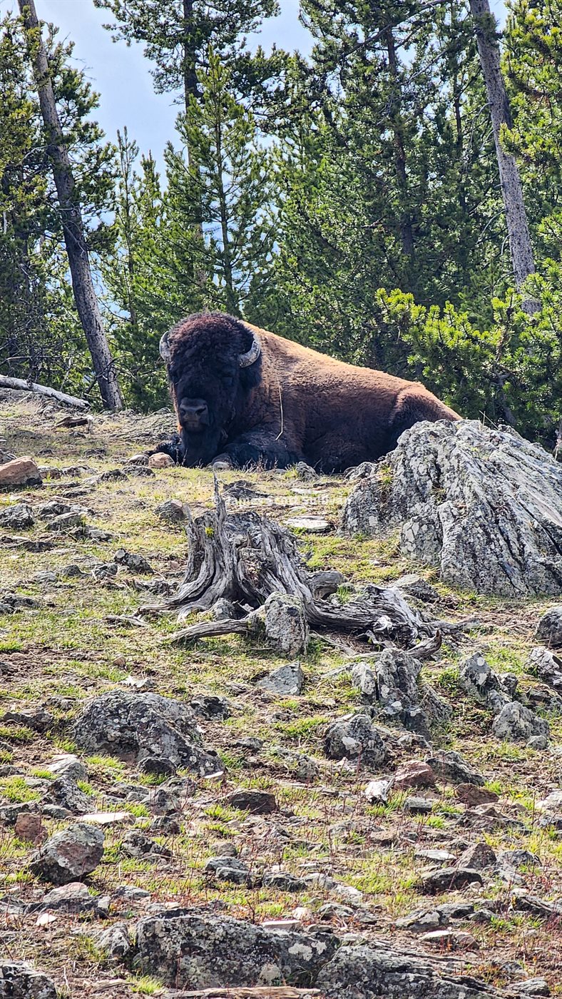 A bison resting on a rocky slope in Yellowstone National Park.