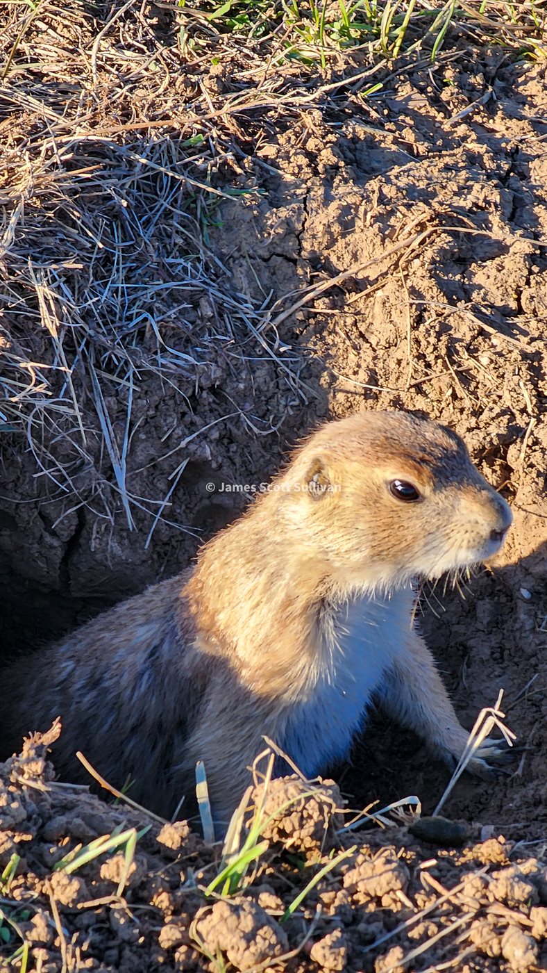 Prairie dog peeking out from its burrow at Wind Cave National Park.
